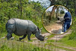 Nosorożce staranowały auto podczas safari. Dwie osoby trafiły do szpitala