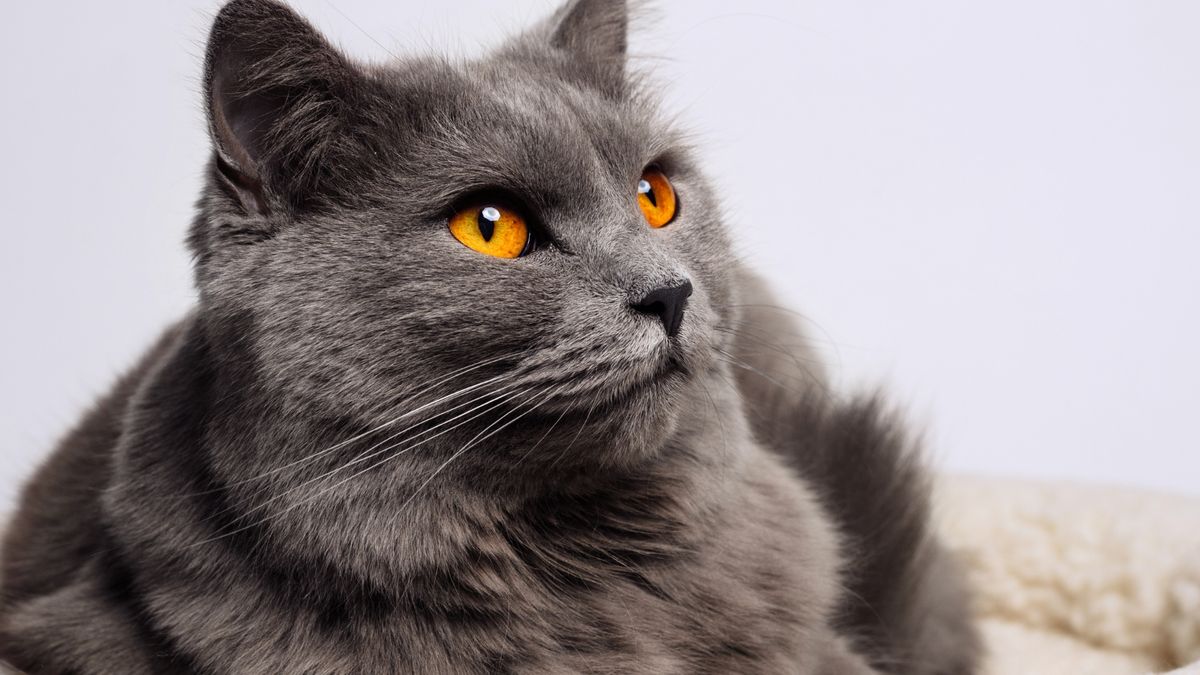 Chartreux Cat Najrzadsze rasy kotów na świecie. Czy widziałeś je kiedyś na żywo?