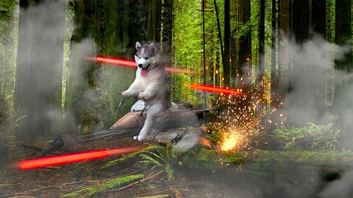 Ten Husky utknął na palmie. Komiczne zdjęcie rozpoczęło photoshopową bitwę 12