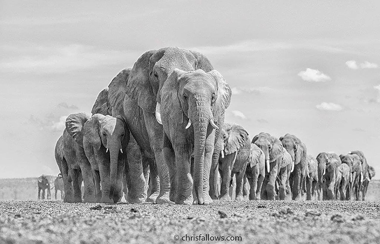 Zdjęcia majestatycznych słoni afrykańskich. Łapią za serce jak nic innego