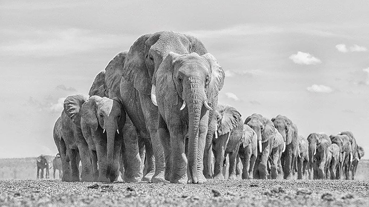 Zdjęcia majestatycznych słoni afrykańskich. Łapią za serce jak nic innego 1