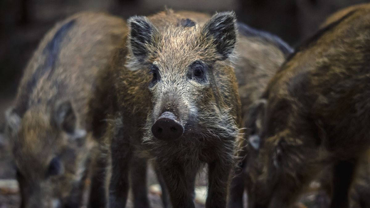 Myśliwi planują zabić 1,5 mln zwierząt
