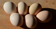 Jaja kurze - kaloryczność, wartości i składniki odżywcze, właściwości