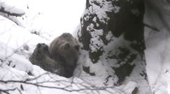 Niedźwiedzia gawra. Niezwykłe nagranie z Bieszczad
