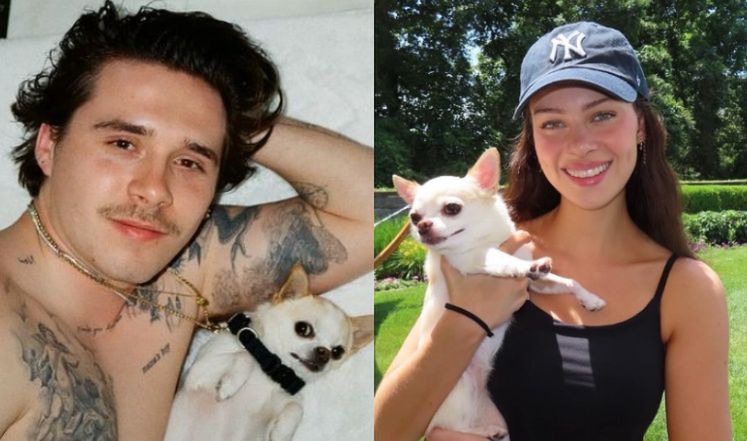 Chihuahua tragedy: Beckham's wife sues groomer after pet's death