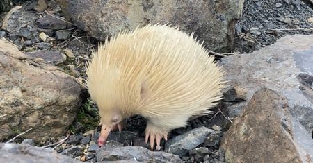 Nie wolno się do niego zbliżać. Wybitnie rzadki widok w Australii