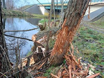 Sławno: Bobry tną drzewa przy Kanale Miejskim