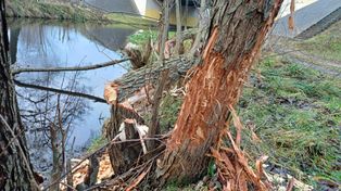 Sławno: Bobry tną drzewa przy Kanale Miejskim