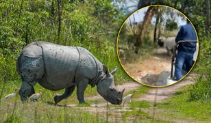 Nosorożce staranowały auto podczas safari. Dwie osoby trafiły do szpitala