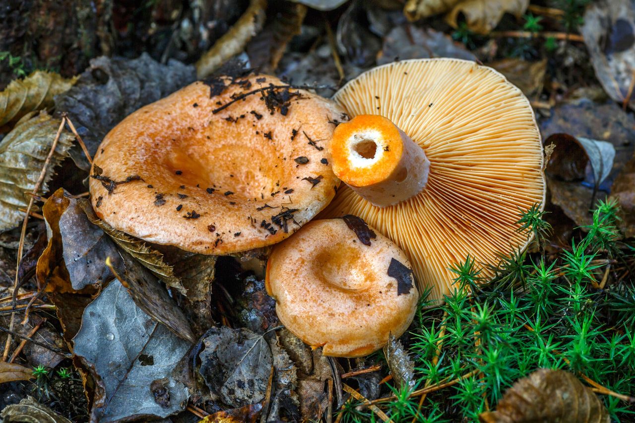 Mleczaj rydz (Lactarius deliciosus)