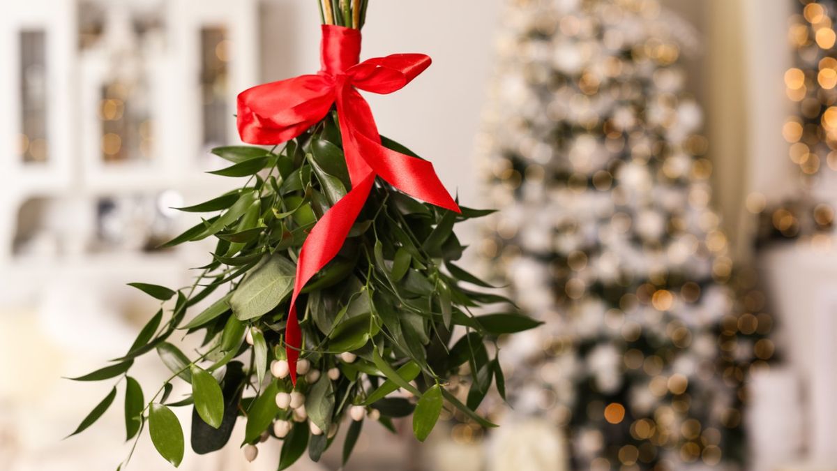 Jemioła pospolita kojarzy się z dekoracją bożonarodzeniową (gałązki jemioły wieszane są w domach przy suficie lub nad drzwiami, co ma zapewnić szczęście domostwu).