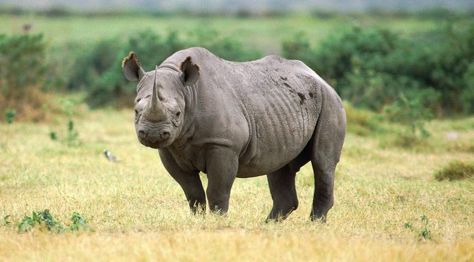 Sekretne życie nosorożca