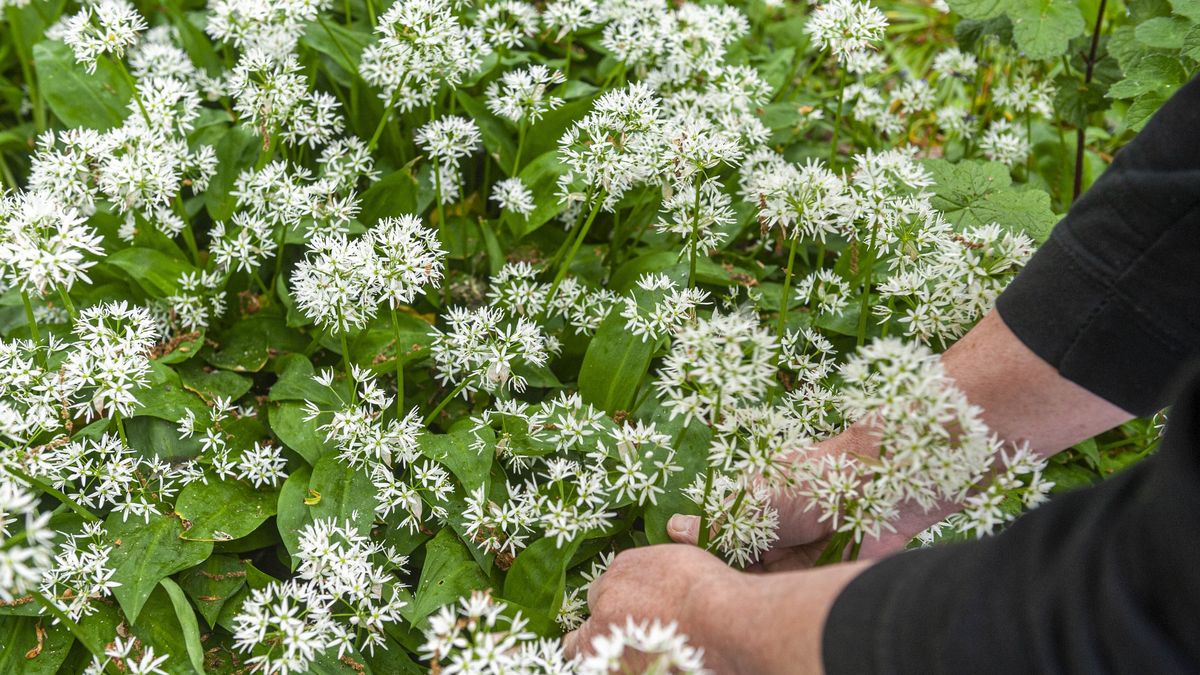Czosnek niedźwiedzi - uważaj, gdzie zbierasz