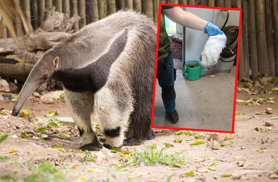 Pielucha w zoo w Poznaniu