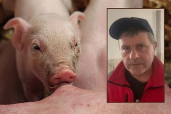 ASF i biurokracja zrujnowały hodowlę! OOPR żąda zmian i wsparcia dla rolników