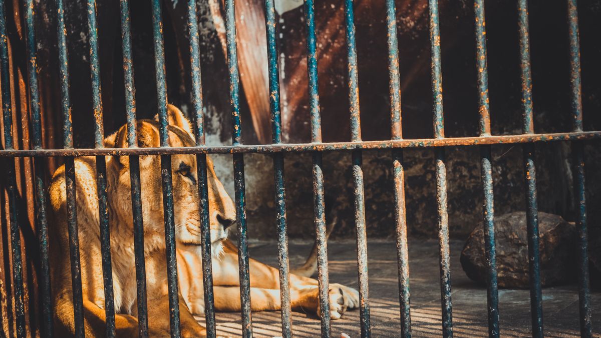 Władze zoo zostały oskarżone o zabicie m.in. 6 tygrysów 