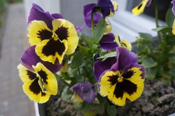 Podlej tym bratki. Obsypią się kwiatami