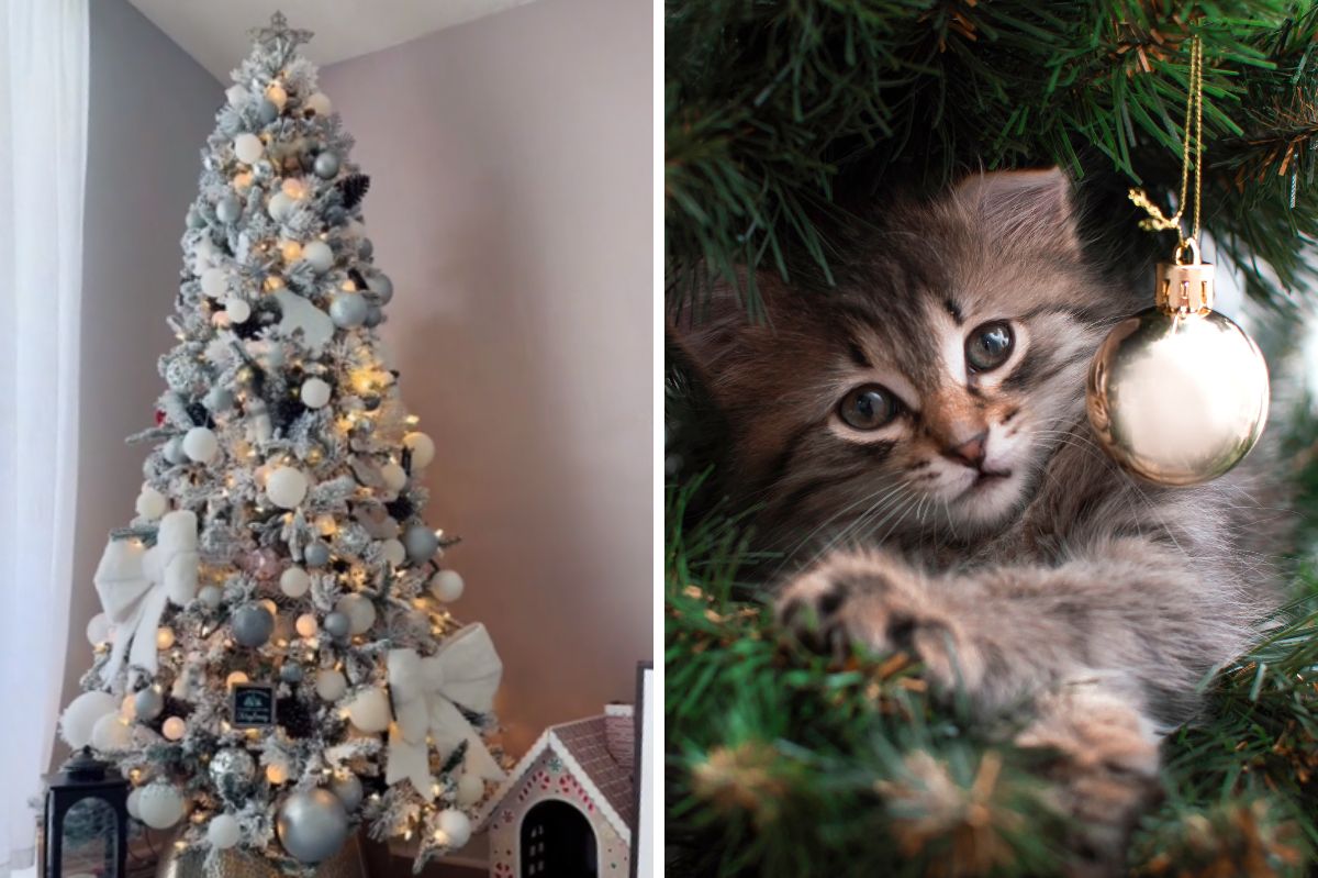 The Christmas tree is attacked by a cat.