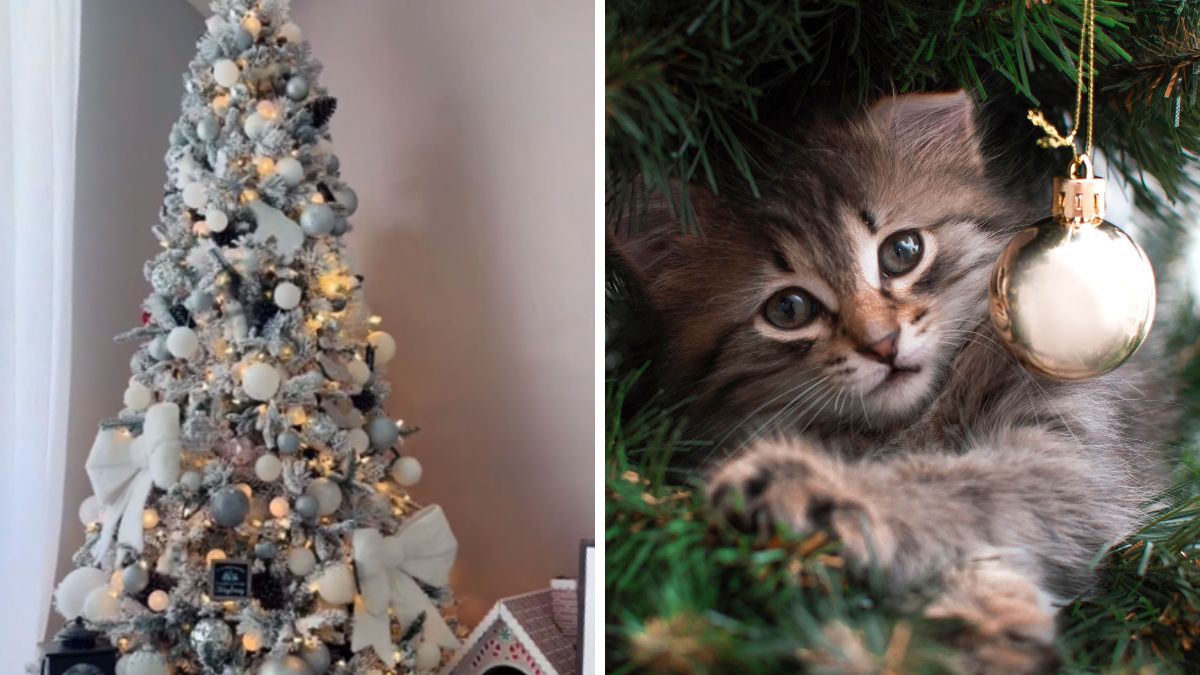 Choinka atakowana przez kota.