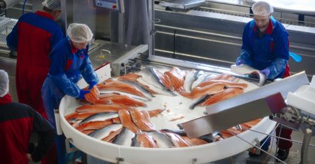 Śmierci ponad miliona ryb. Katastrofa łososi w Norwegii