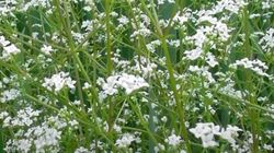 Zioło, które oczyszcza limfę i pomaga pozbyć się opuchlizny. Poznaj moc przytulii właściwej