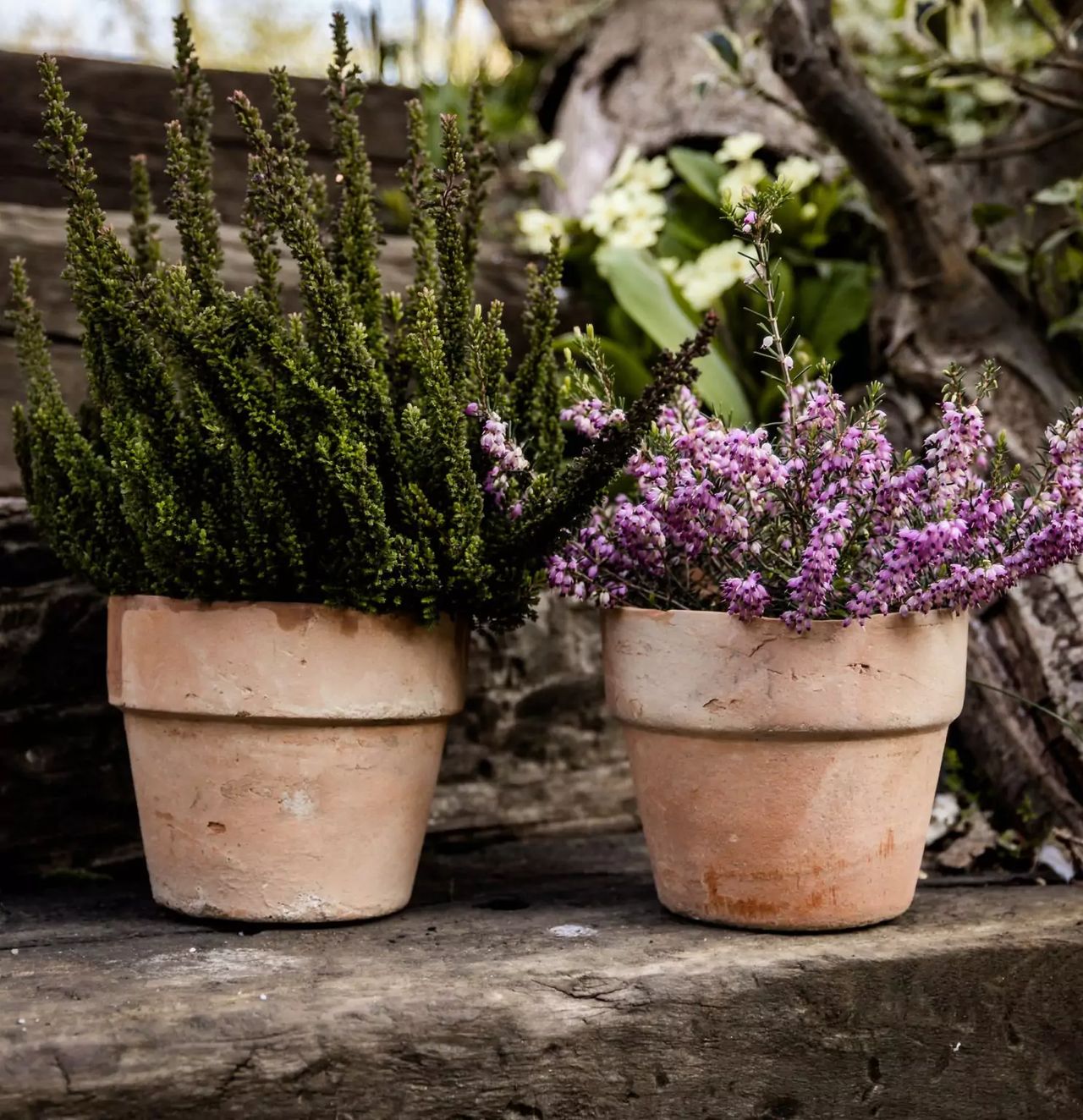 How to mulch heather, photo-Unsplash