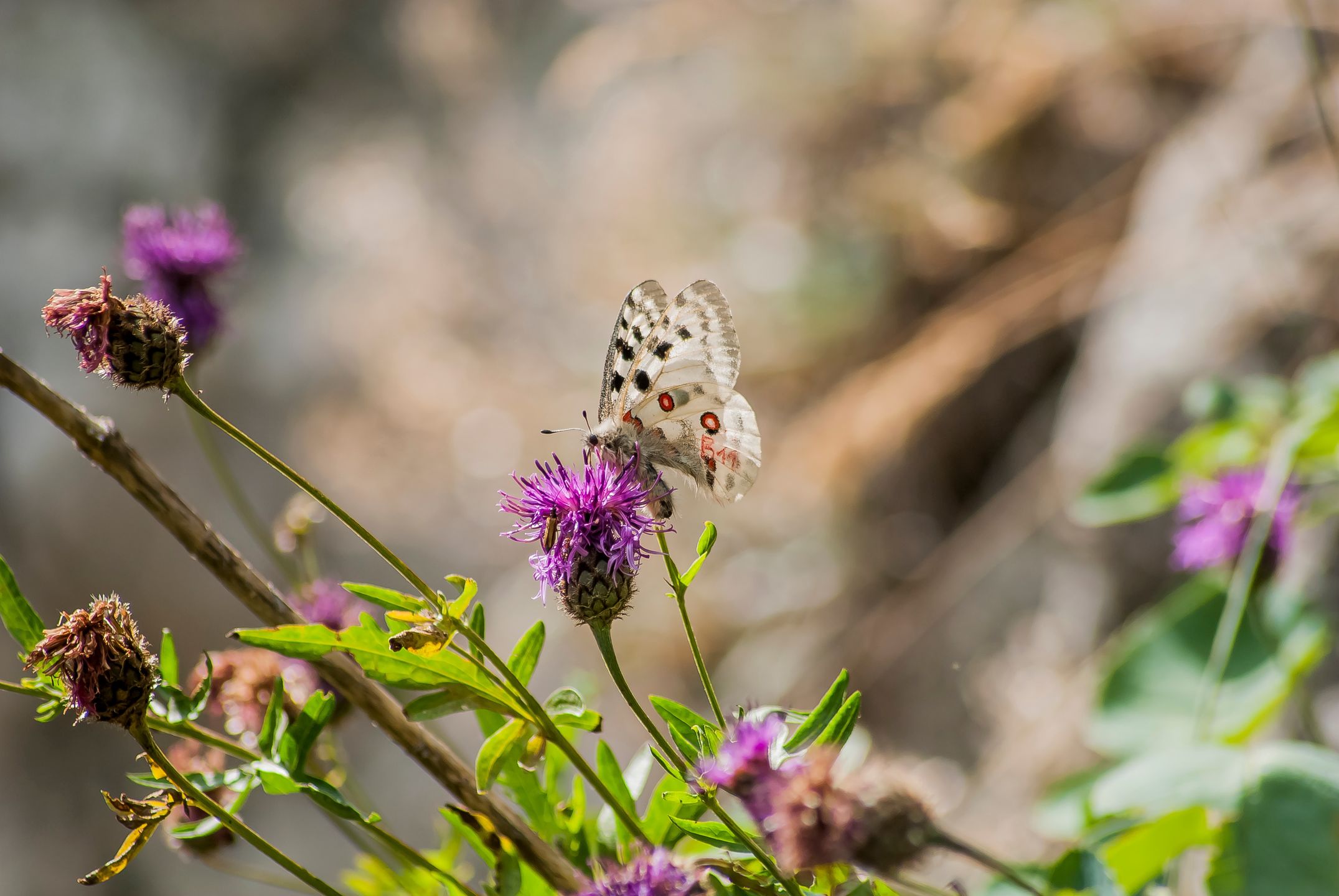 parnassius apollo frankenbergeri, motyle, motyl, pieniny, góry, polska, europa, kwiaty, natura, eukarionty, stawonogi, owady, owady uskrzydlone