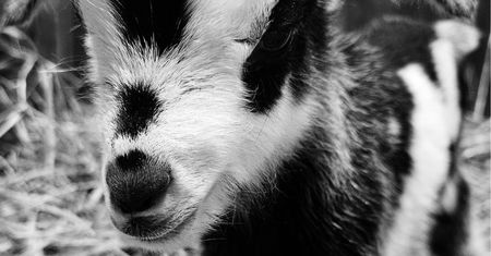 Ludzie dokarmiali kozę w zoo. Zmarła w wyniku ostrego zatrucia