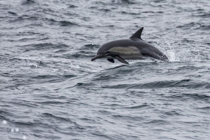 Delfin, zdjęcie ilustracyjne 