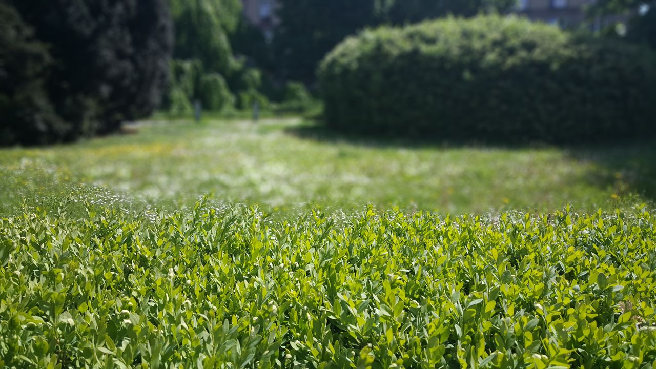 Piękny bokeh na zdjęciu wykonanym smartfonem z aparatem z przysłoną f/1.9.4