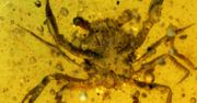 Krab zatopiony w bursztynie. Ma prawie 100 milionów lat