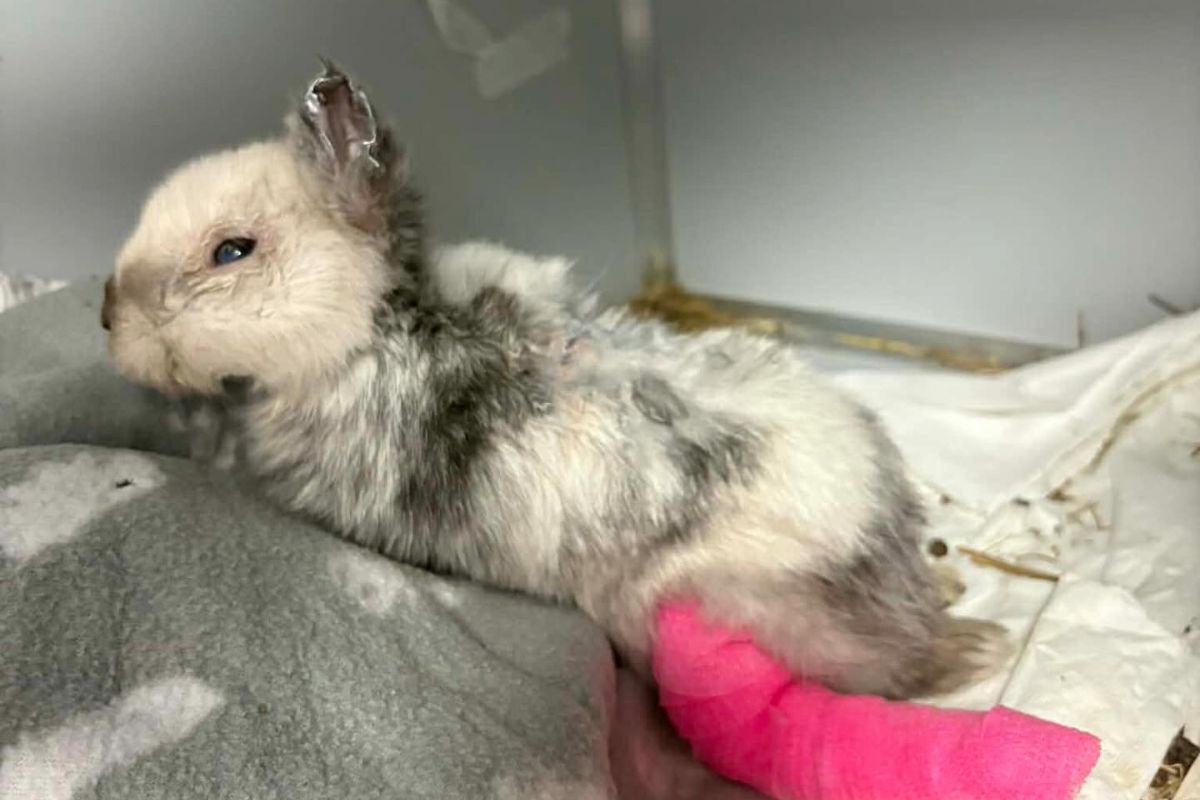 Poraniony i ledwo żywy. Ktoś skatował królika. Szukają oprawcy
