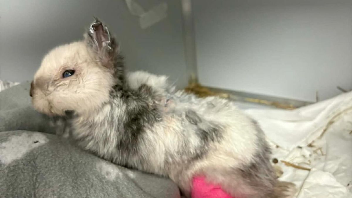 Brutalny atak na królika w Krakowie