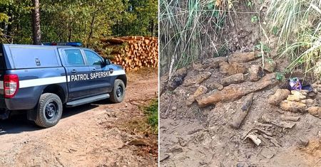 Niebezpieczne znalezisko w lesie. Skala odkrycia była ogromna