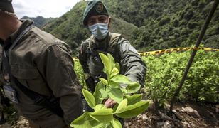 Produkcja kokainy na rekordowym poziomie. Mają coraz lepsze metody