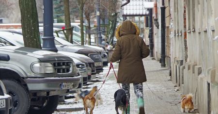 Nadchodzą zmiany dla właścicieli czworonogów. "Czas skończyć z fikcją"