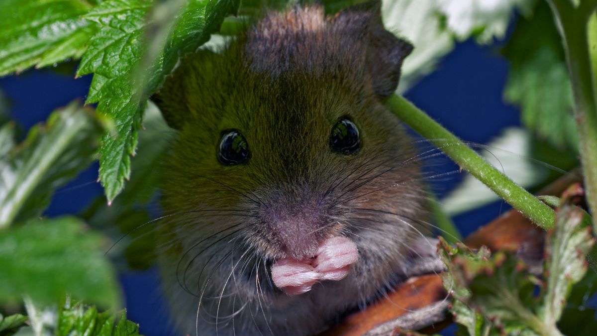 U myszarki zaroślowej wzrosła długość ogona. 