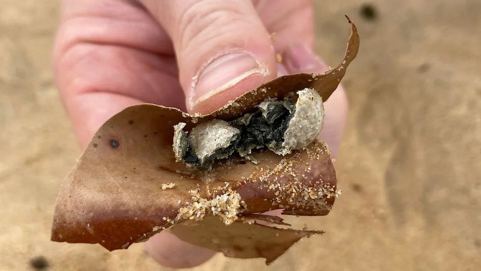 Tajemnicze znalezisko na plaży w Australii