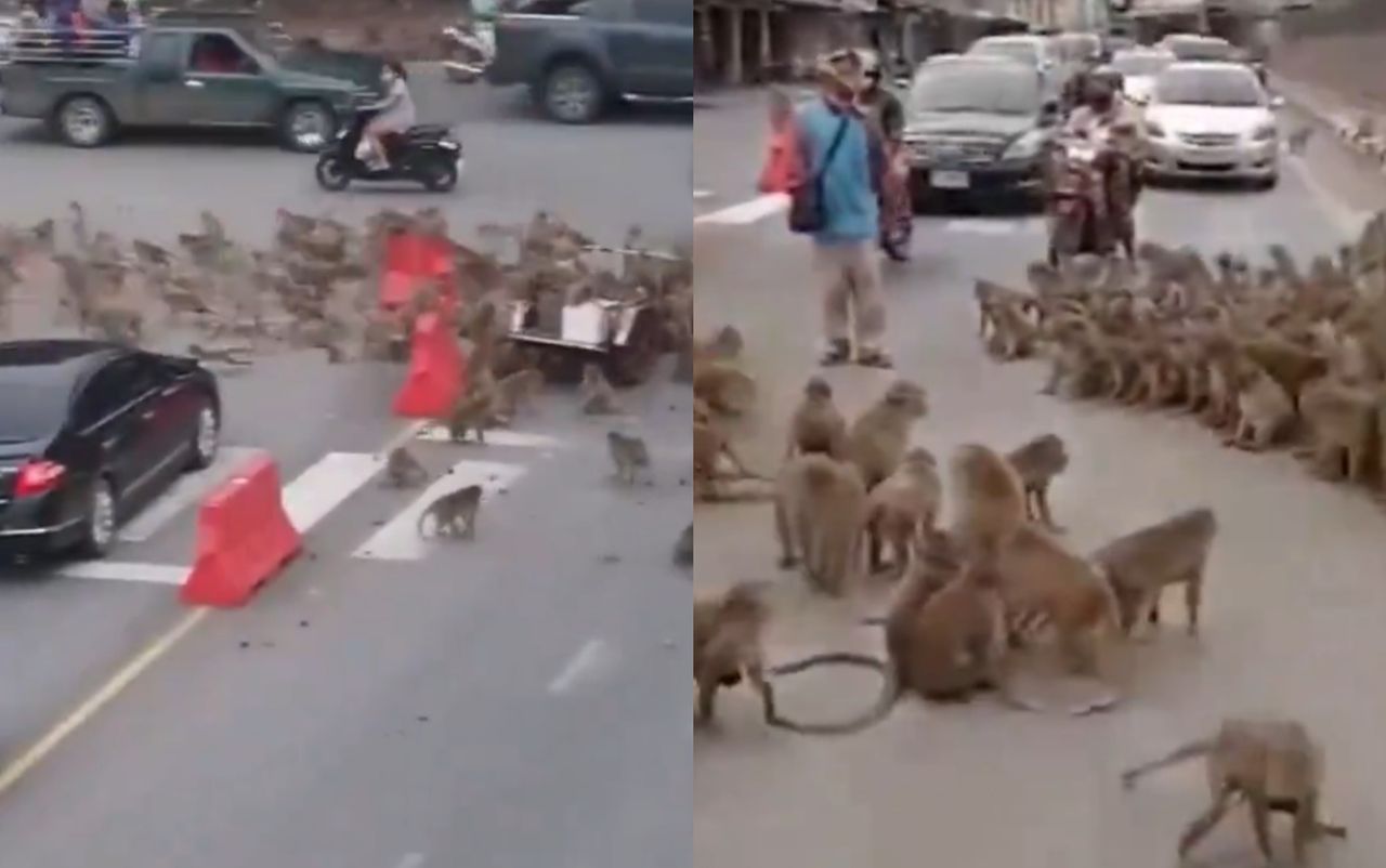 Lopburi's monkey mayhem: Police turn to slingshots for control