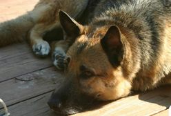 63-latek z Łodzi pobił i zakopał żywcem psa