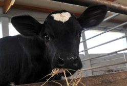 Gospodarstwo płaciło pensje pracownikom padłymi cielakami