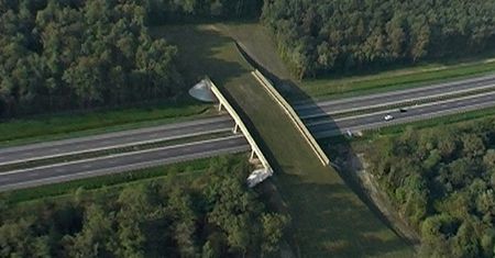 Wkraczają na drogę tak licznie, że zagrażają kierowcom