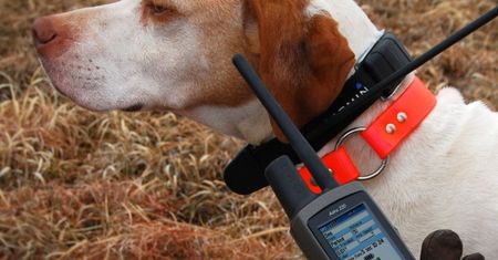 Nowe urządzenia Garmin do lokalizacji i tresury psów