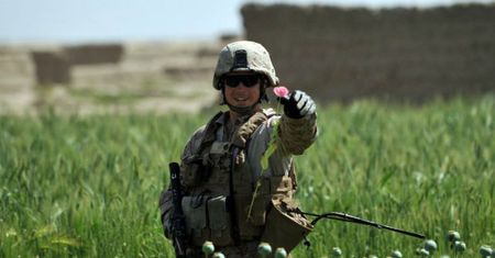 Narkotykowy boom w Afganistanie. Wielkość pól makowych i handel opium osiągają rekordowe rozmiary, a talibowie liczą zyski