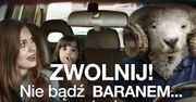 GITD radzi: nie bądź baranem