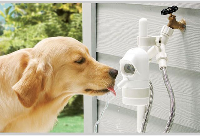 WaterDog - źródło wody dla psa