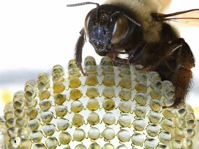 Obiektyw jak oko pszczoły - rewolucja w aparatach?