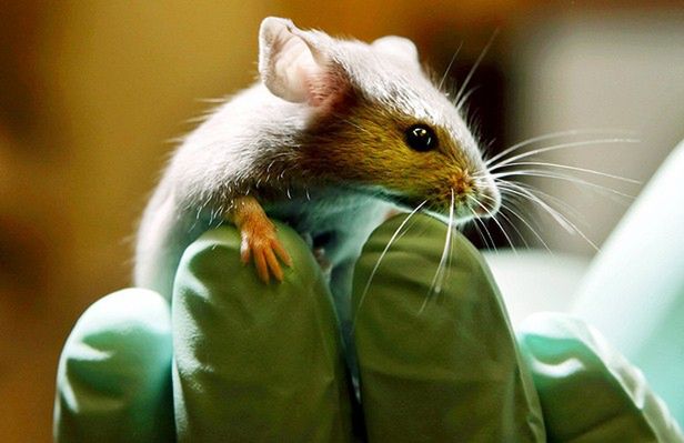 Zmutowane myszy do wykrywania min