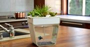 Aquafarm - kuchenne akwarium do uprawy ziół