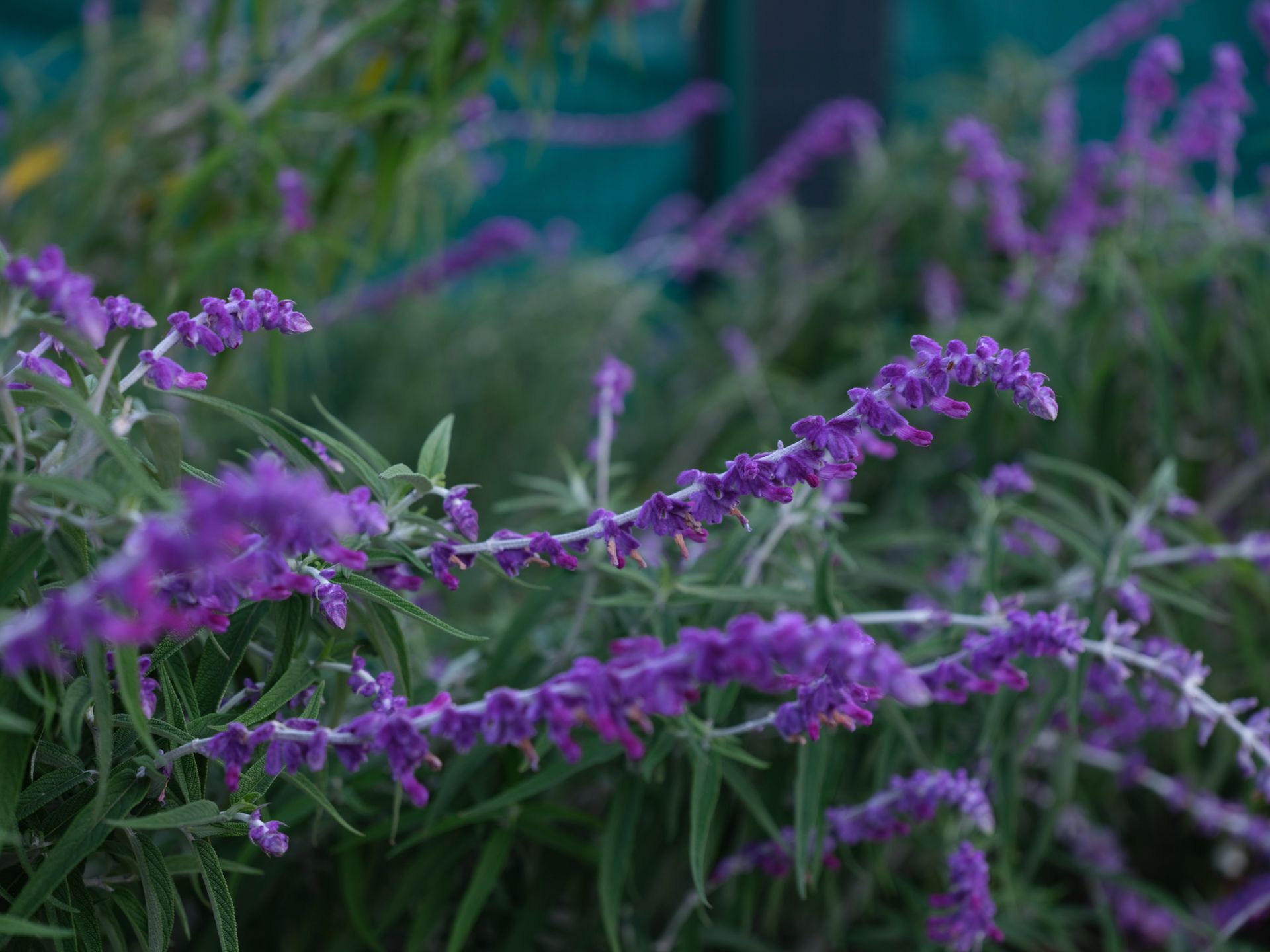 Fujifilm GFX 50S - pierwsze zdjęcia i wrażenia 78